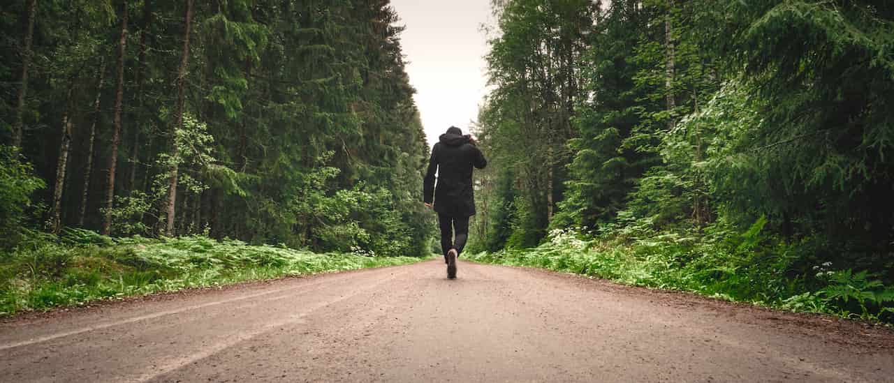 Forest road 2019