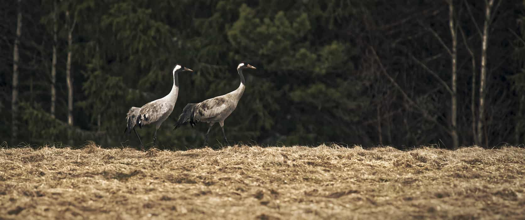 Two Common Cranes in Sweden