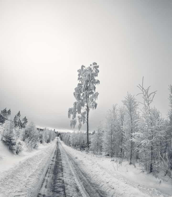 Road and Trees covered in ice, picture taken with a GoPro Hero 12